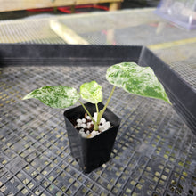 Load image into Gallery viewer, Alocasia Odora Batik, Exact Plant Variegated Ships Nationwide
