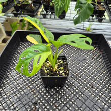 Load image into Gallery viewer, Monstera Adansonii Aurea Variegated exact plant, Fedex 2day*