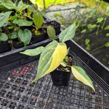 Load image into Gallery viewer, Philodendron Gloriosum Snow Leopard, variegated, Exact Plant Ships Nationwide