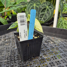 Load image into Gallery viewer, Alocasia Ninja Tricolor, Exact Plant Variegated Ships Nationwide