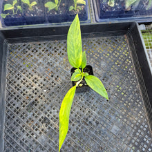 Load image into Gallery viewer, Anthurium Vittarifolium , Exact Plant Variegated Ships Nationwide