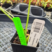 Load image into Gallery viewer, Alocasia Odora, Okinawa Silver, Exact Plant Variegated Ships Nationwide