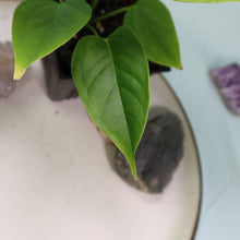 Load image into Gallery viewer, Anthurium Veitchii 4" pot, Fedex 2 day*
