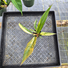 Load image into Gallery viewer, Philodendron Caramel Marble, Exact Plant Variegated Ships Nationwide