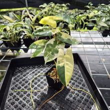 Load image into Gallery viewer, Philodendron Burle Marx Variegated exact plant, Fedex 2day*