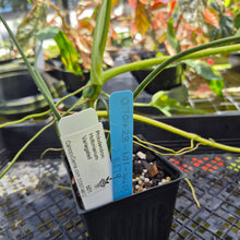 Load image into Gallery viewer, Philodendron Holtonianum Variegated, Exact Plant Ships Nationwide