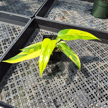 Load image into Gallery viewer, Philodendron Domesticum Variegated exact plant, Fedex 2day*