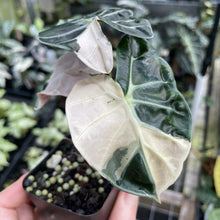Load image into Gallery viewer, Alocasia Heart Balloon pink variegated exact plant, Fedex 2day*