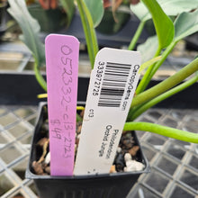 Load image into Gallery viewer, Philodendron Orchid Jungle, Exact Plant Ships Nationwide