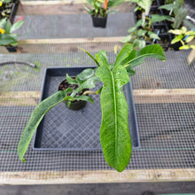 Load image into Gallery viewer, Philodendron Jerry Horne, Exact Plant Large, 6'' pot Ships Nationwide