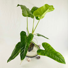 Load image into Gallery viewer, Philodendron Thaumatophylum Stenolobum, Exact Plant Large
