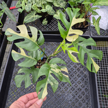 Load image into Gallery viewer, Rhaphidophora Tetrasperma Albo, Exact Plant Variegated Ships Nationwide