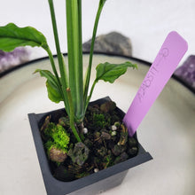 Load image into Gallery viewer, Monstera Obliqua Peru, Exact Plant Ships Nationwide