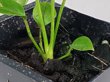 Load image into Gallery viewer, Anthurium Veitchii 2.5" Pot, Fedex 2 day*