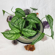 Load image into Gallery viewer, Monstera Siltepecana El Salvador 6" pot, ships nationwide