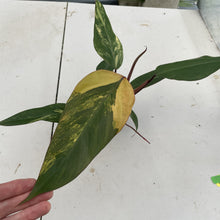 Load image into Gallery viewer, Philodendron Strawberry Shake Variegated exact plant, Fedex 2day*