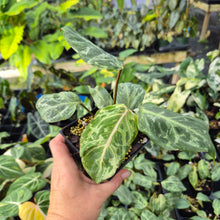 Load image into Gallery viewer, Philodendron Gloriosum Snow Leopard variegated 4" pot, Fedex 2day*