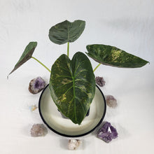 Load image into Gallery viewer, Alocasia Wentii, Exact Plant Variegated