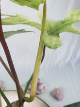 Load image into Gallery viewer, Florida Ghost, Exact Plant, Philodendron