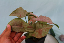Load image into Gallery viewer, Variegated Syngonium Pink Spot Exact Plant Ships nationwide