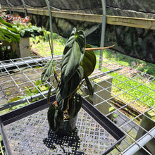 Load image into Gallery viewer, Philodendron Melanochrysum Variegated exact plant, Fedex 2day*