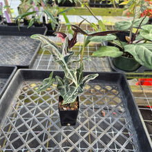Load image into Gallery viewer, Alocasia nobilis pink Variegated Ships Nationwide