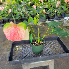 Load image into Gallery viewer, Anthurium Speckled Butterfly Shibori AFF, Exact Plant Variegated Ship Nationwide