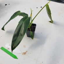 Load image into Gallery viewer, Philodendron Patriciae, Exact Plant Ships Nationwide
