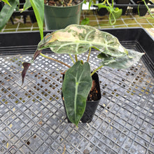 Load image into Gallery viewer, Alocasia polly snowflake pink variegated, Exact Plant Ships Nationwide.