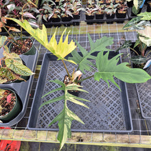 Load image into Gallery viewer, Philodendron Florida Beauty X Tortum Variegated exact plant, Fedex 2day*