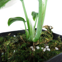 Load image into Gallery viewer, Monstera Standleyana Albo Variegated 2.5" pot, Fedex 2day*