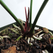 Load image into Gallery viewer, Anthurium Watermaliense 4" pot, Fedex 2 day*