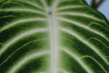 Load image into Gallery viewer, Xanthosoma Lindenii, triple plant, Exact Plant