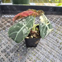 Load image into Gallery viewer, Alocasia Black Velvet Pink Variegata, Exact Plant Ships Nationwide