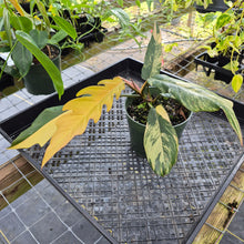 Load image into Gallery viewer, Philodendron Caramel Marble, Exact Plant Variegated Ships Nationwide