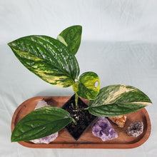 Load image into Gallery viewer, Monstera Peru "Karstenianum", Exact Plant Variegated
