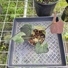 Load image into Gallery viewer, Anthurium Ace Of Spades X Papillilaminum, Exact Plant