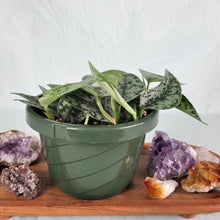 Load image into Gallery viewer, Scindapsus Silver Lady, Exact Plant Multi pot of 5