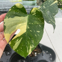 Load image into Gallery viewer, Monstera Deliciosa Creme Brulee variegated exact plant, Fedex 2day*