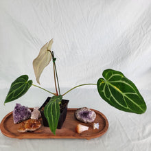 Load image into Gallery viewer, Anthurium Magnificum X Crystalinum, Exact Plant