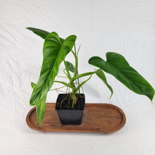 Load image into Gallery viewer, Philodendron Deflexum, Exact Plant