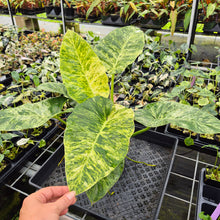 Load image into Gallery viewer, Philodendron Giganteum Blizzard Variegated exact plant, Fedex 2day*