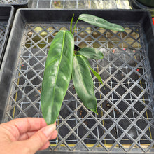 Load image into Gallery viewer, Philodendron Patriciae, Exact Plant Ships Nationwide
