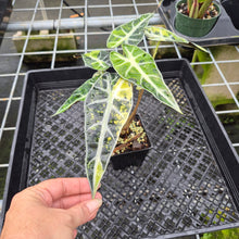 Load image into Gallery viewer, Alocasia Bambino Aurea Variegated exact plant, Fedex 2day*