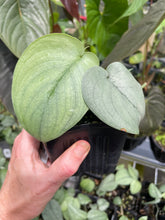 Load image into Gallery viewer, Scindapsus Silver Hero 4" pot, Fedex 2day*