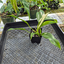 Load image into Gallery viewer, Philodendron Wend Imbe, Exact Plant Variegated Ships Nationwide