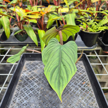 Load image into Gallery viewer, Philodendron Plowmanii, Exact Plant Ships Nationwide