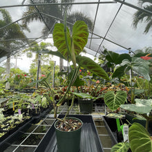 Load image into Gallery viewer, Philodendron Verrucosum exact plant, Fedex 2day*