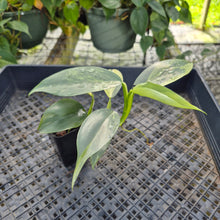 Load image into Gallery viewer, Philodendron Hastatum Silver Sword, Exact Plant Variegated Ships Nationwide