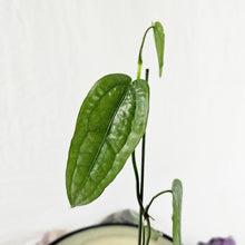 Load image into Gallery viewer, Anthurium Sp. Limon, Exact Plant Ships Nationwide